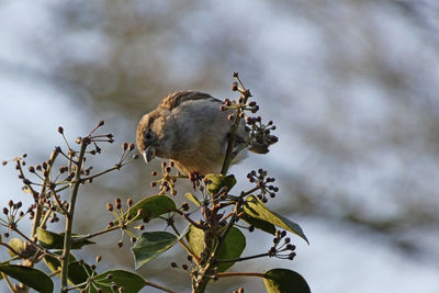 House sparrow in ivy bush