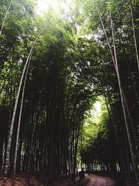 Low angle view of trees in forest