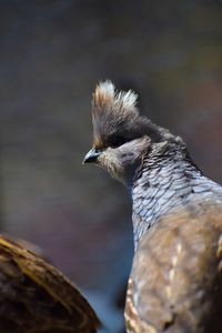 Close-up of bird