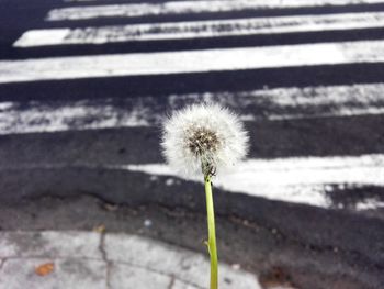 dandelion