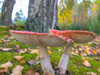 Close-up of mushroom growing on field