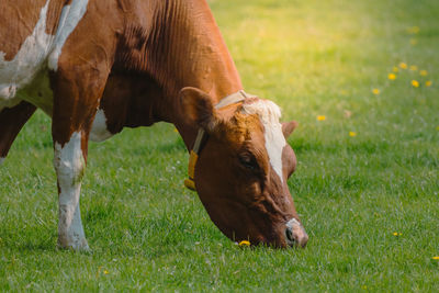 Horse grazing on field