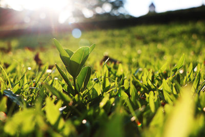 Close-up of grass growing on field during sunny day