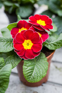 Close-up of red hibiscus blooming outdoors