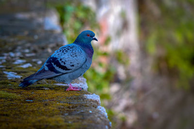 Close-up of pigeon perching on rock