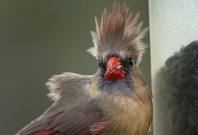 Close-up of a bird against wall