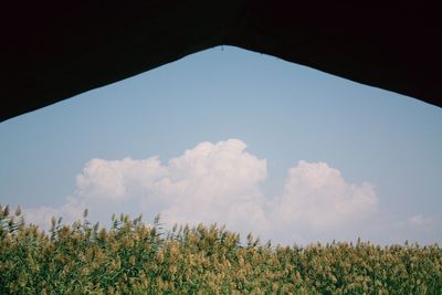 Plants growing on field against sky