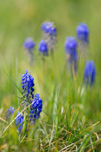 Close-up of purple flowering plants on field