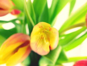 Close-up of flower blooming outdoors