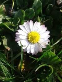 Close-up of white flower blooming on field