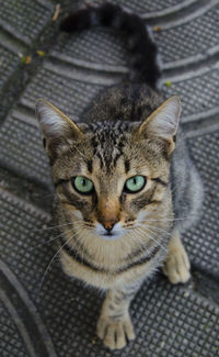 Close-up portrait of tabby cat