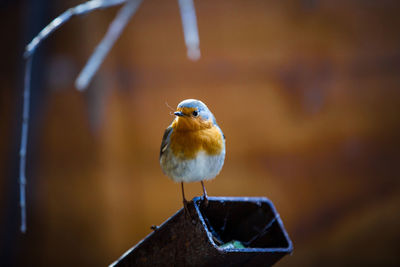 Close-up of bird perching on wood