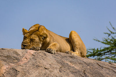 Low angle view of a cat