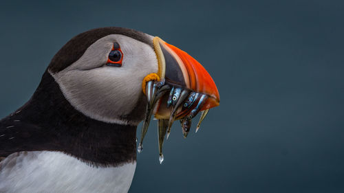 Close-up of puffin bird carrying fish in beak