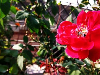 Close-up of red flowers blooming outdoors