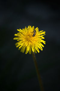 Close-up of yellow dandelion flower against black background