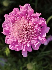 Close-up of pink rose flower