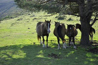 Horses grazing on field