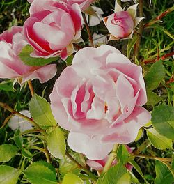 Close-up of pink rose blooming outdoors