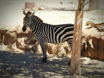 High angle view of tree stump in zoo