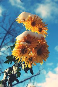 Low angle view of yellow flower blooming against sky