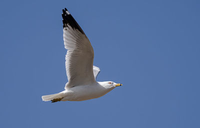 Seagulls flies above you in blue skies and sunshine