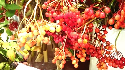 Close-up of plant with red flowers