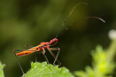 Close-up of insect on plant