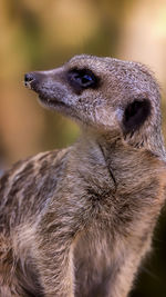 Close-up of meerkat looking up