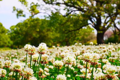 Close-up of white flowering plant on field