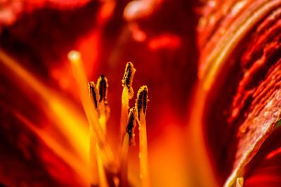 Close-up of lily pollen