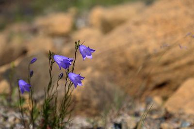 Close-up of purple flowering plant on field