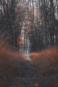 Trees growing in forest during autumn