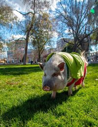 Large pet pig in a field