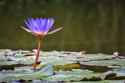 Close-up of water lily in lake