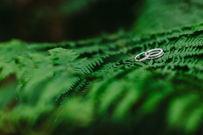 Close-up of wedding rings on plants