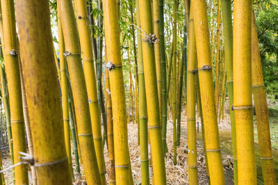 Full frame shot of bamboo plants in forest