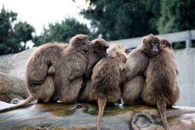 Group of baboons sitting on rock