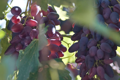 Close-up of berries growing on tree