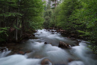Stream flowing through rocks in forest