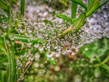 Close-up of water drops on plant