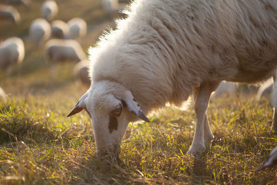 Sheep grazing in a field