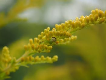 Close-up of yellow flowering plant