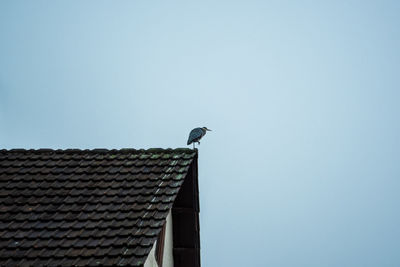 Low angle view of bird perching on roof against clear sky