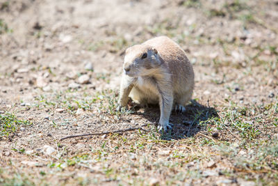 Close-up of squirrel on field