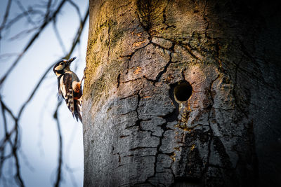 Close-up of a bird on tree trunk