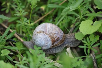 Close-up of snail on plant