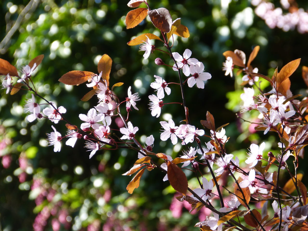 Ornamental plum