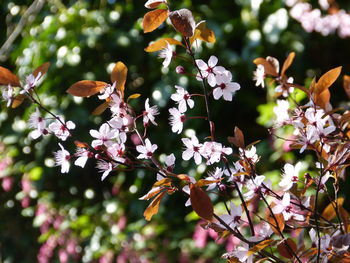 Close-up of flowers on tree