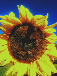 Close-up of sunflower